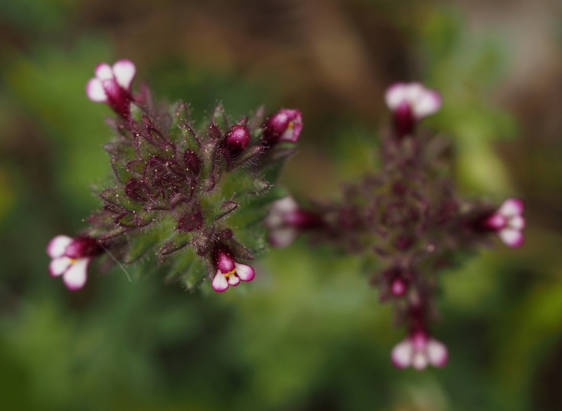 Světličník širokolistý (parentucellia latifolia)