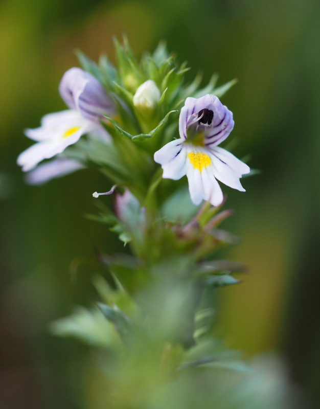 Světlík lékařský (Euphrasia officinalis)