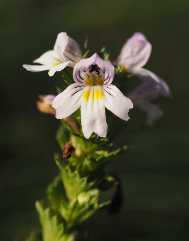 Světlík lékařský (Euphrasia officinalis)