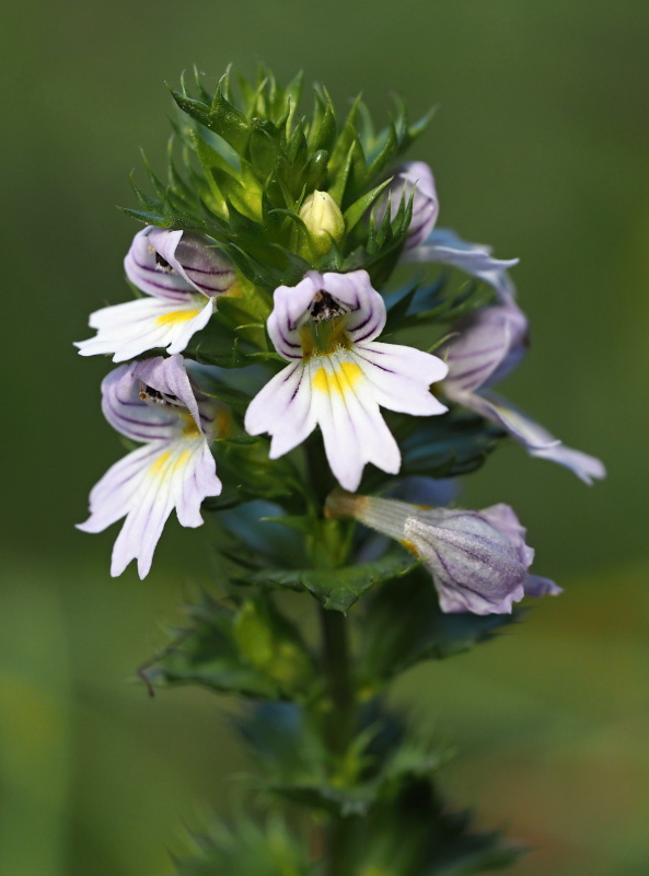 Světlík lékařský (Euphrasia officinalis)