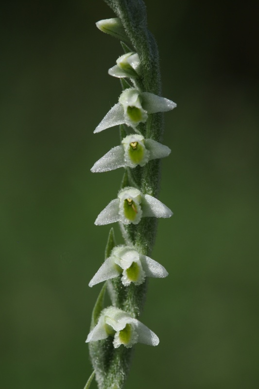 Švihlík krutiklas (Spiranthes spiralis)