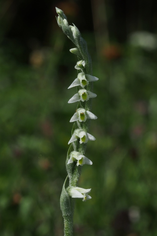 Švihlík krutiklas (Spiranthes spiralis)