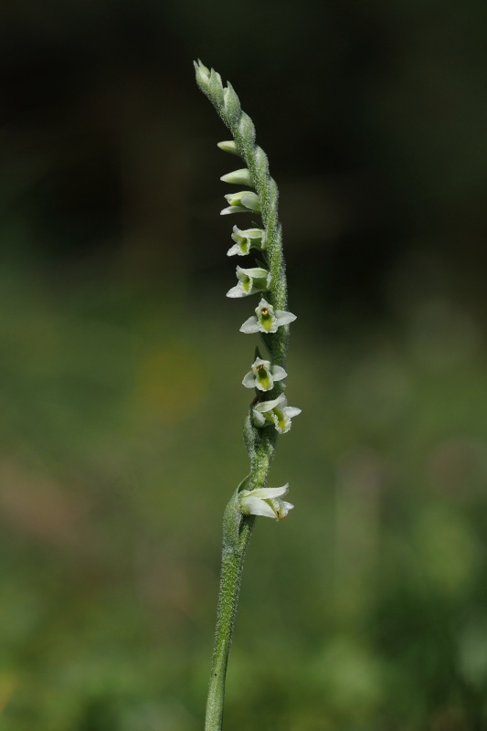 Švihlík krutiklas (Spiranthes spiralis)