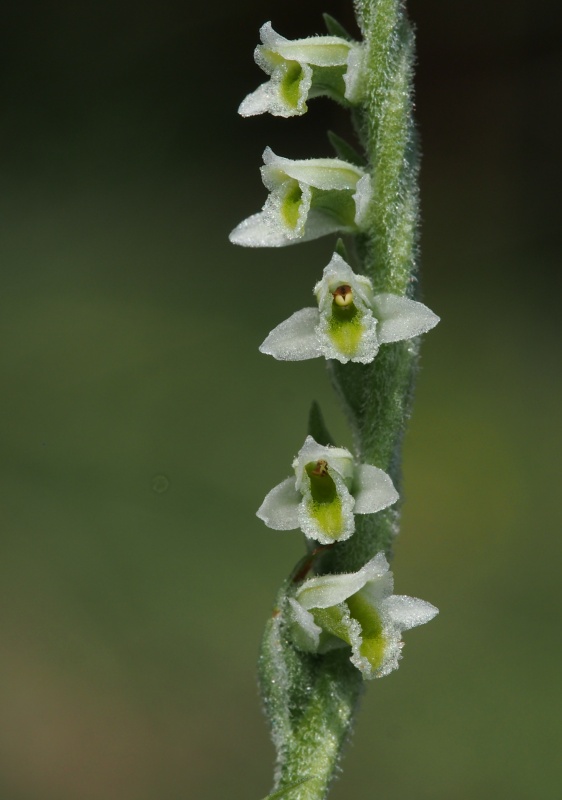 Švihlík krutiklas (Spiranthes spiralis)