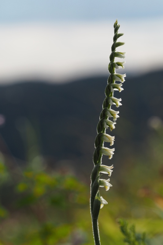 Švihlík krutiklas (Spiranthes spiralis)