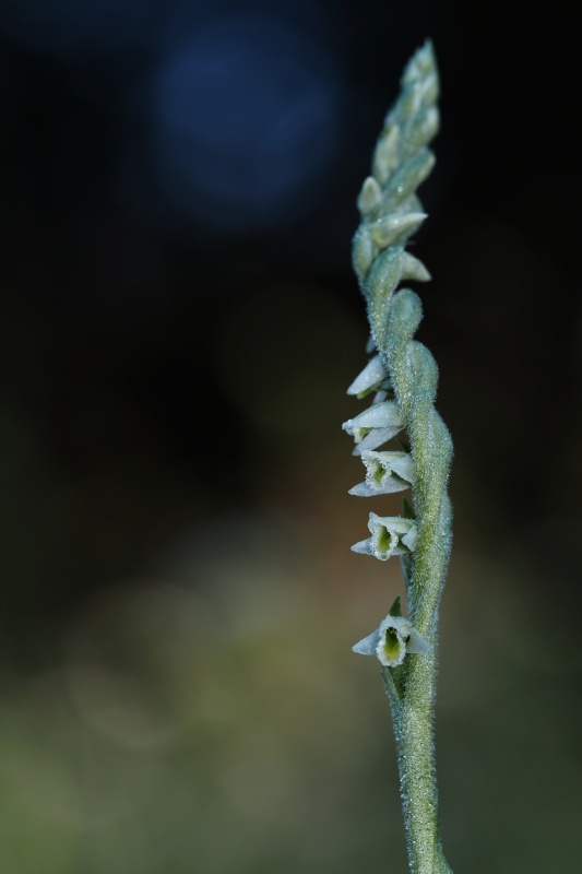 Švihlík krutiklas (Spiranthes spiralis)