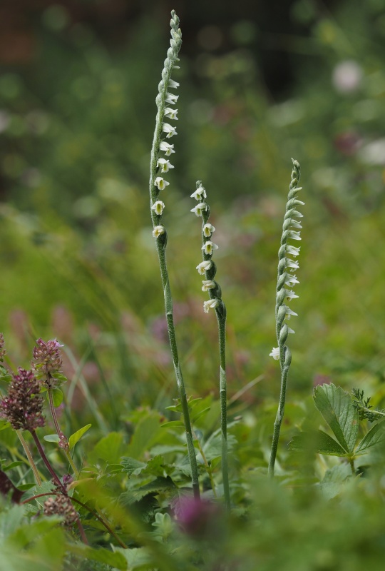 Švihlík krutiklas (Spiranthes spiralis)