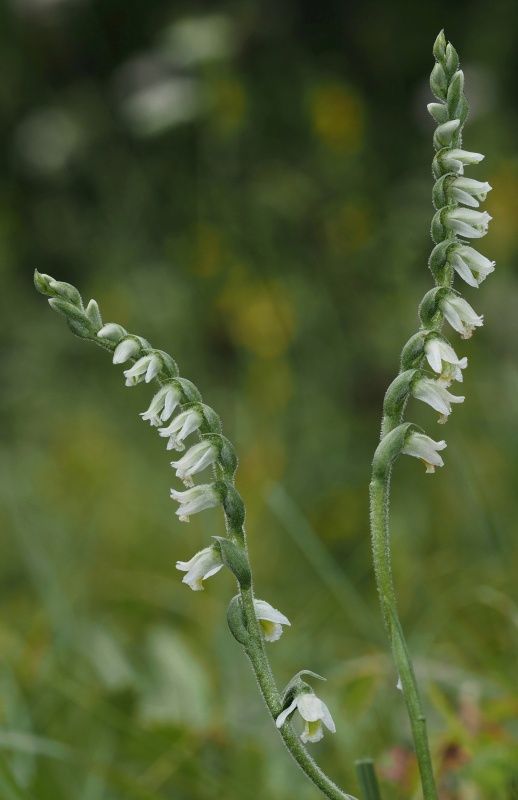 Švihlík krutiklas (Spiranthes spiralis)