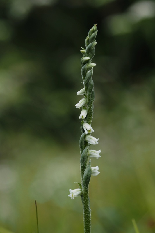 Švihlík krutiklas (Spiranthes spiralis)