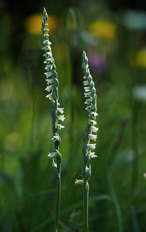 Švihlík krutiklas (Spiranthes spiralis)