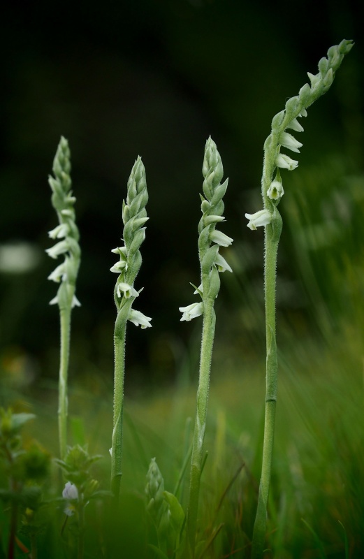 Švihlík krutiklas (Spiranthes spiralis)