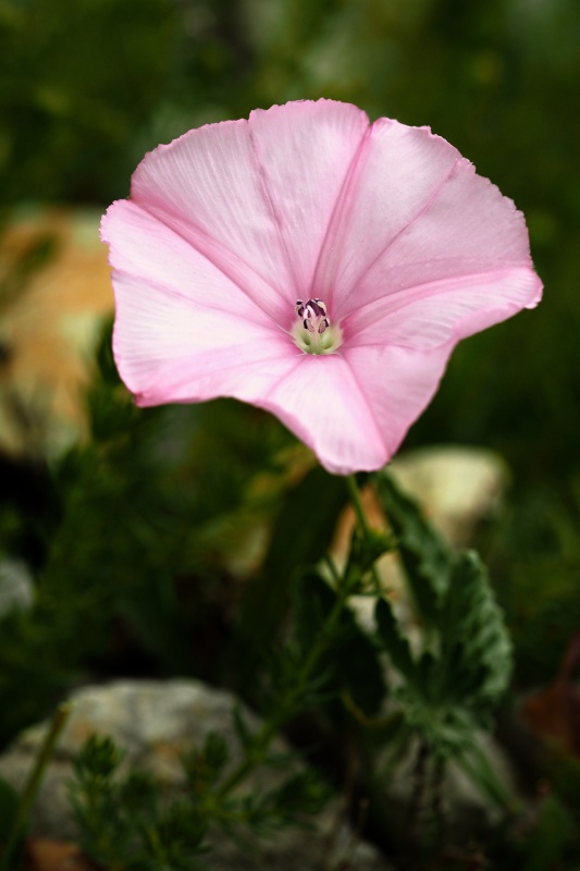 Svlačec uhlazený (Convolvulus elegantissimus)