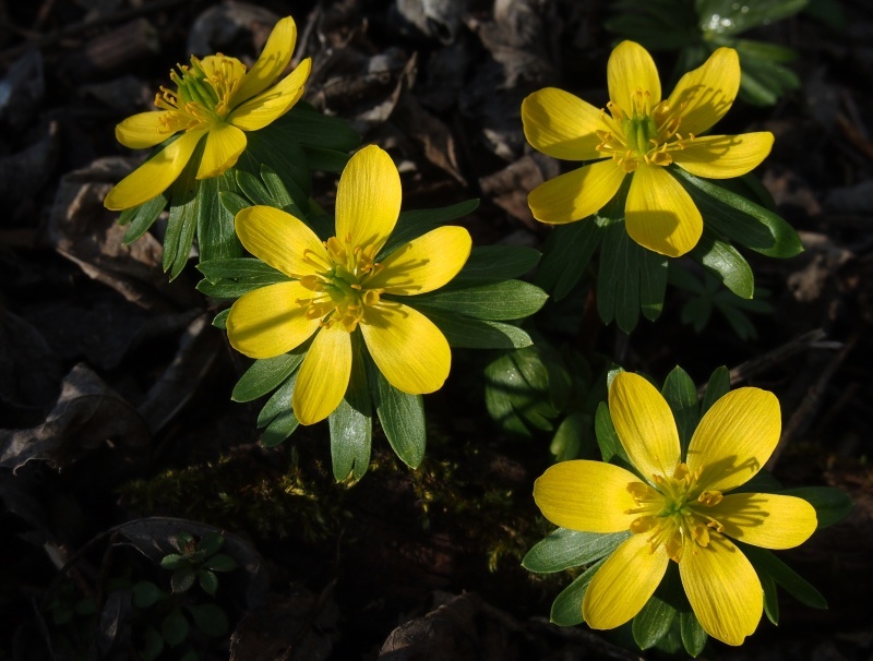 Talovín zimní (Eranthis hyemalis)