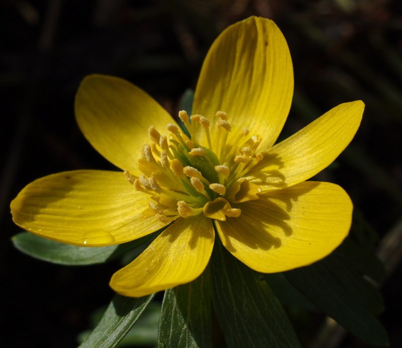 Talovín zimní (Eranthis hyemalis)
