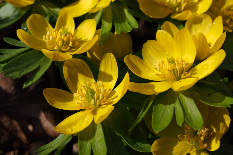 Talovín zimní (Eranthis hyemalis)