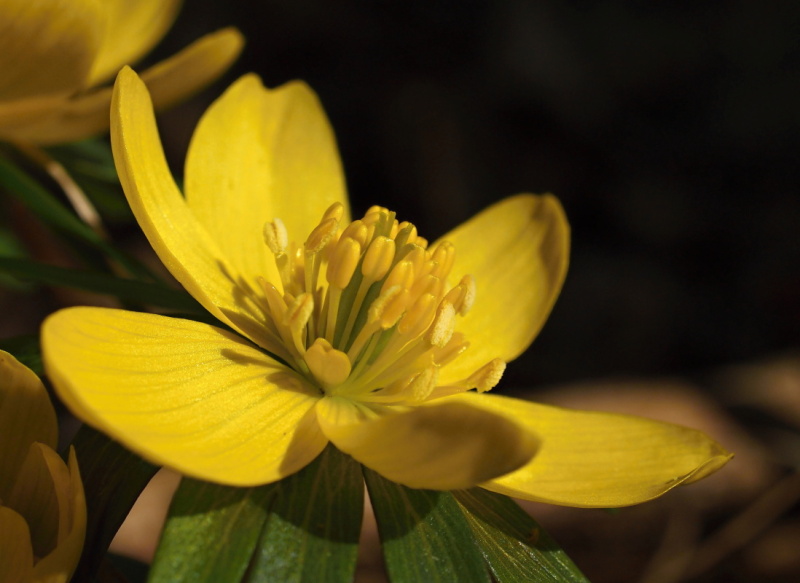 Talovín zimní (Eranthis hyemalis)