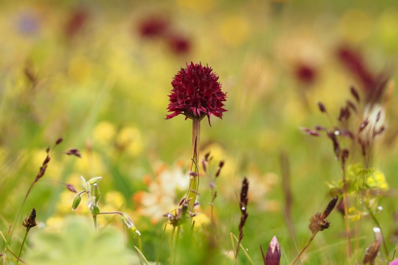 Temnohlávek černý pravý (Nigritella nigra subsp. nigra)