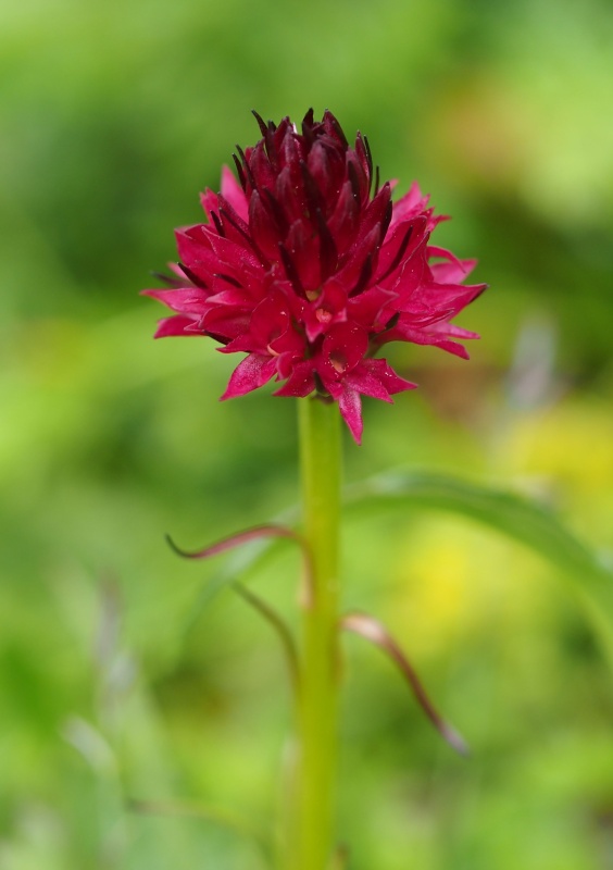 Temnohlávek červený pravý (Nigritella rubra subsp. rubra)