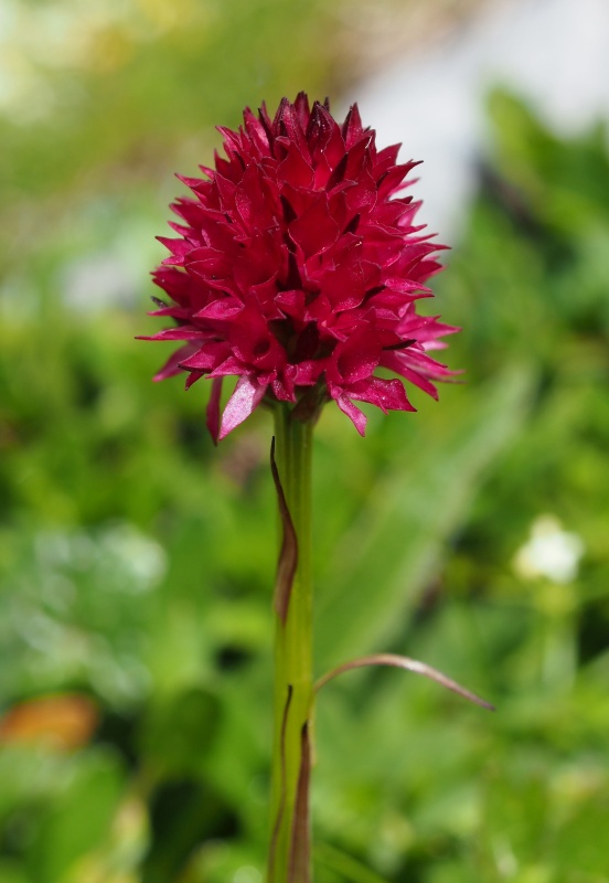 Temnohlávek červený pravý (Nigritella rubra subsp. rubra)
