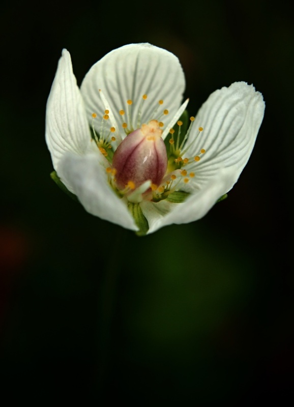 Tolije bahenní (Parnassia palustris)