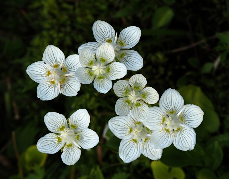 Tolije bahenní (Parnassia palustris)