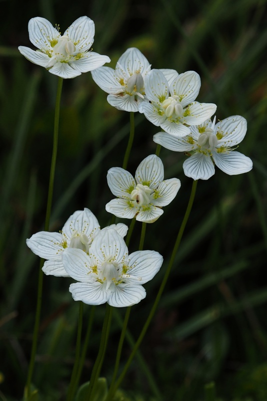 Tolije bahenní (Parnassia palustris)