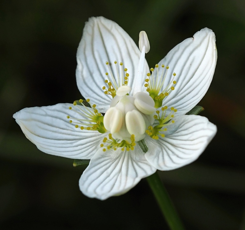 Tolije bahenní (Parnassia palustris)
