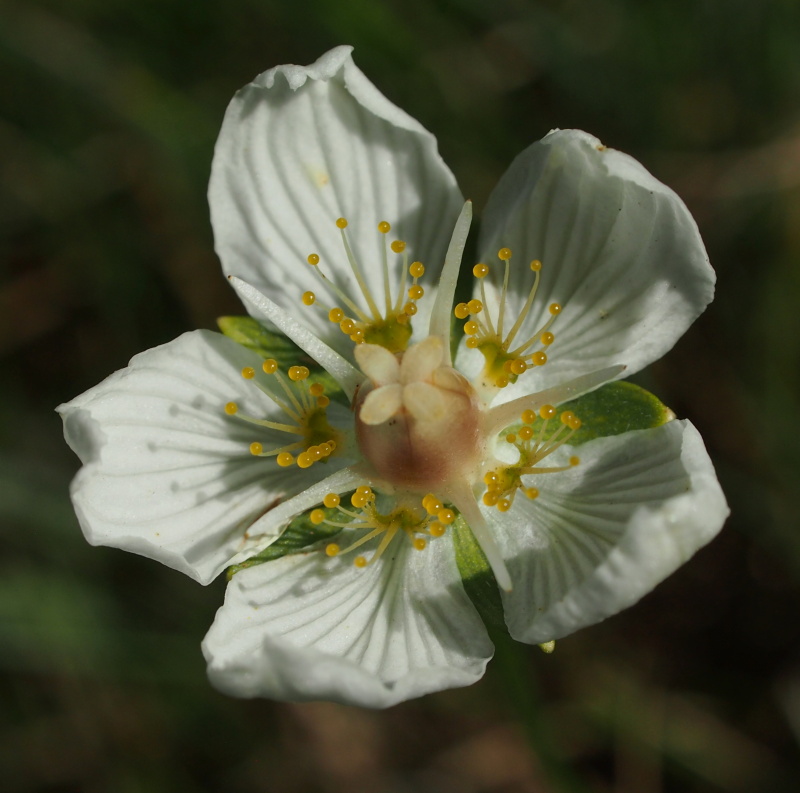 Tolije bahenní (Parnassia palustris)