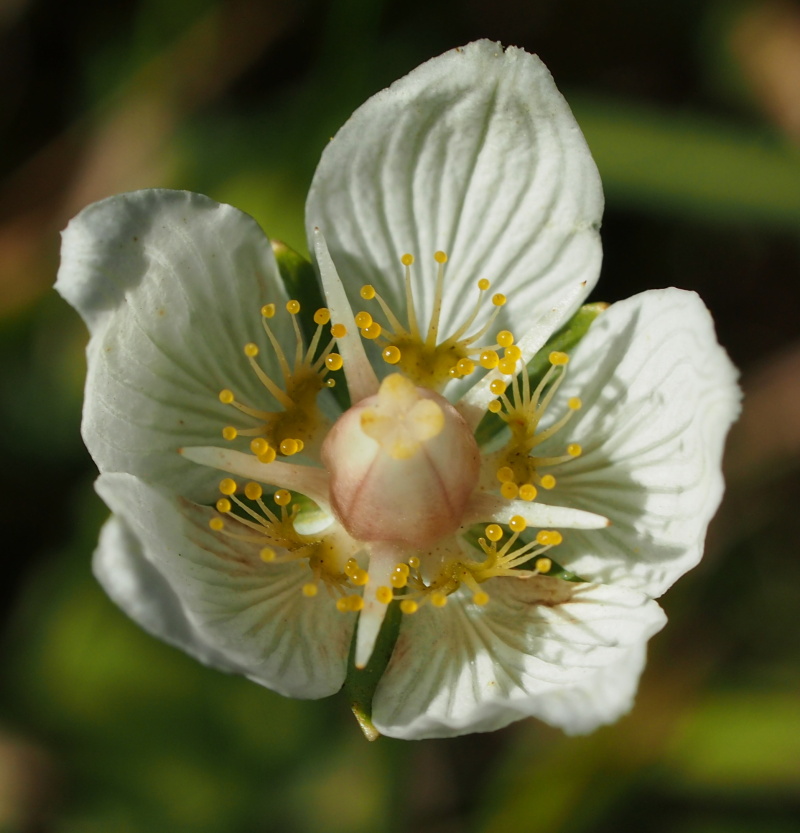 Tolije bahenní (Parnassia palustris)