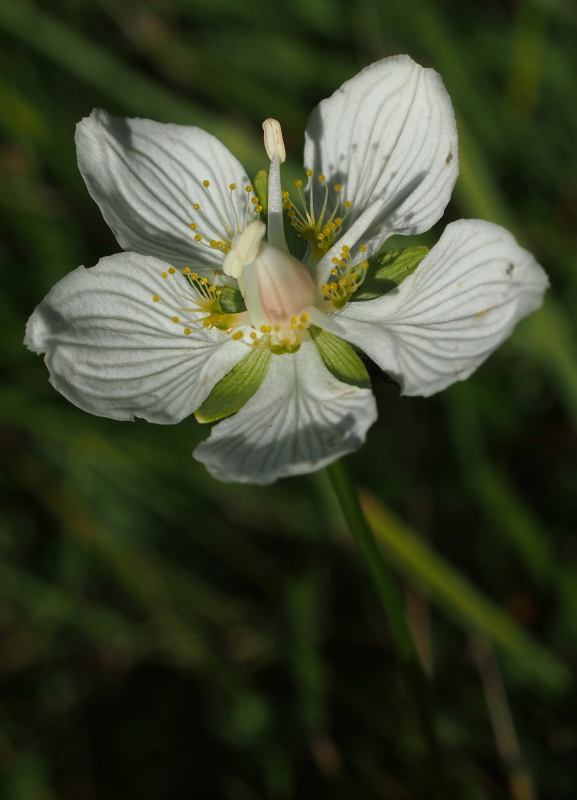 Tolije bahenní (Parnassia palustris)