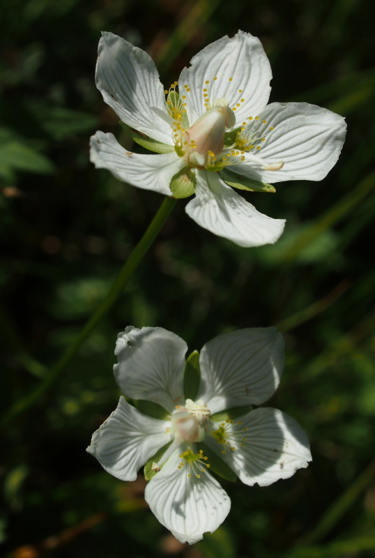 Tolije bahenní (Parnassia palustris)