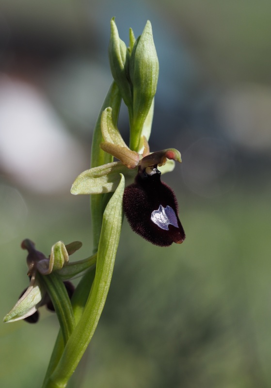 Tořič Bertolonův garganský (Ophrys bertolonii subsp. bertoloniiformis)