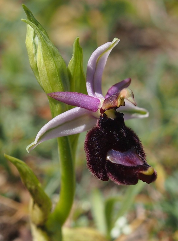 Tořič Bertolonův pravý (Ophrys bertolonii subsp. bertolonii)