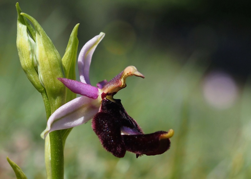 Tořič Bertolonův pravý (Ophrys bertolonii subsp. bertolonii)