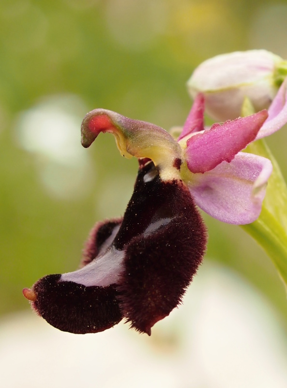 Tořič Bertolonův pravý (Ophrys bertolonii subsp. bertolonii)