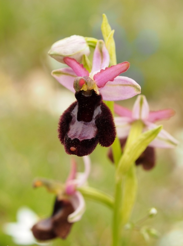 Tořič Bertolonův pravý (Ophrys bertolonii subsp. bertolonii)