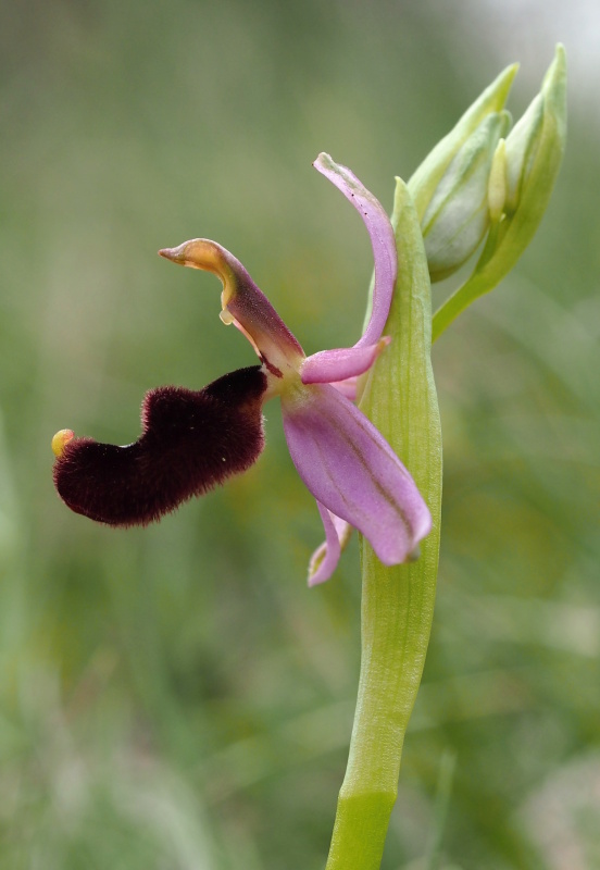 Tořič Bertolonův pravý (Ophrys bertolonii subsp. bertolonii)
