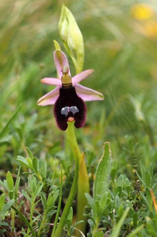 Tořič Bertolonův pravý (Ophrys bertolonii subsp. bertolonii)