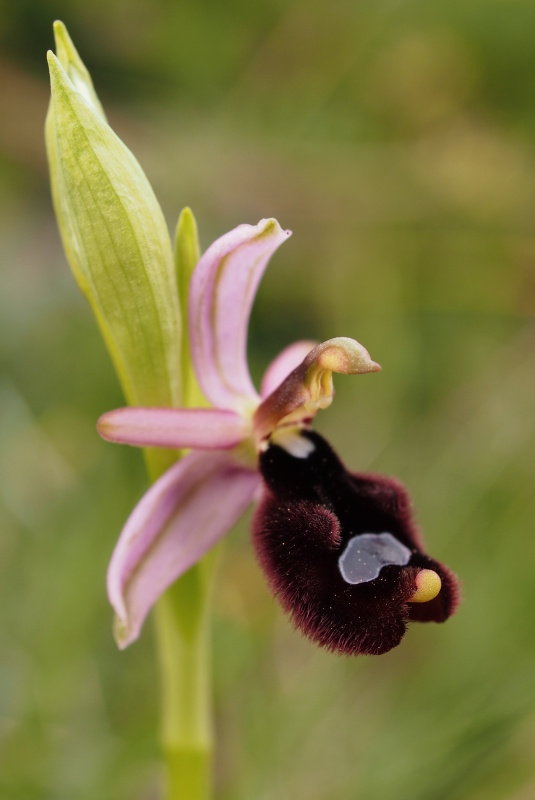 Tořič Bertolonův pravý (Ophrys bertolonii subsp. bertolonii)