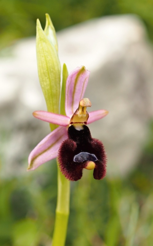 Tořič Bertolonův pravý (Ophrys bertolonii subsp. bertolonii)