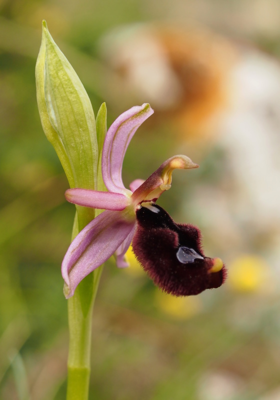 Tořič Bertolonův pravý (Ophrys bertolonii subsp. bertolonii)
