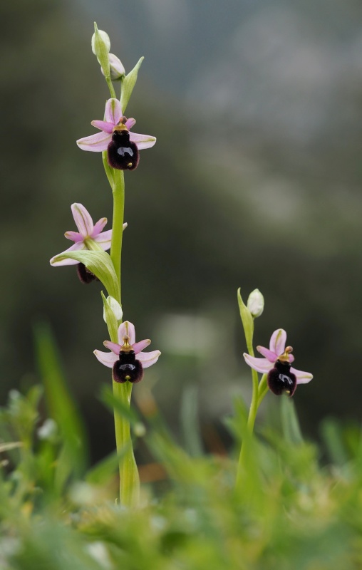 Tořič Bertolonův pravý (Ophrys bertolonii subsp. bertolonii)