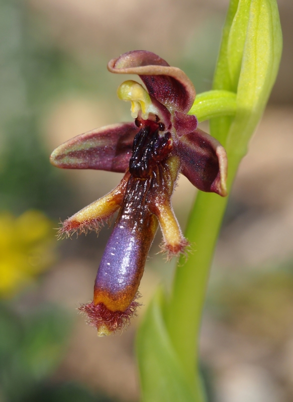 Tořič brvitý krále Ferdinanda (Ophrys speculum subsp. regis-ferdinandii) 
