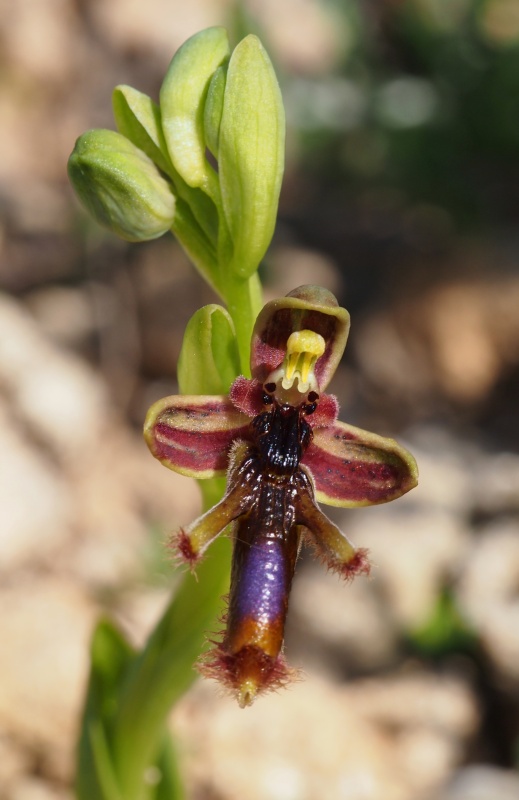 Tořič brvitý krále Ferdinanda (Ophrys speculum subsp. regis-ferdinandii) 