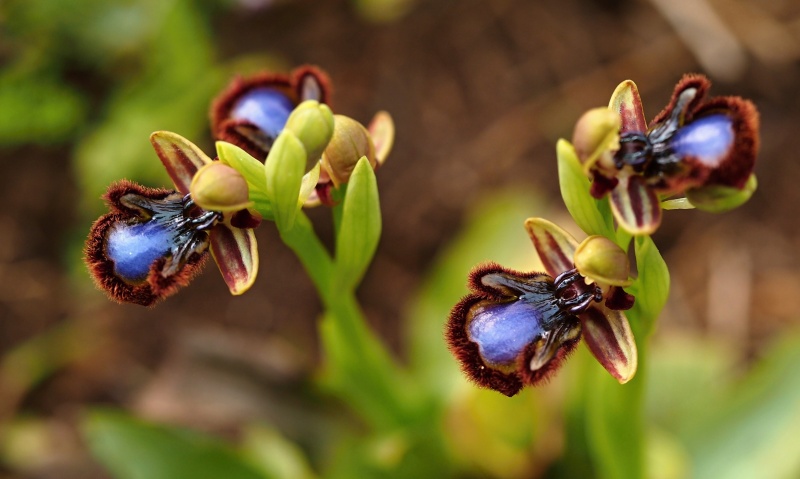 Tořič brvitý pravý (Ophrys speculum subsp. speculum)