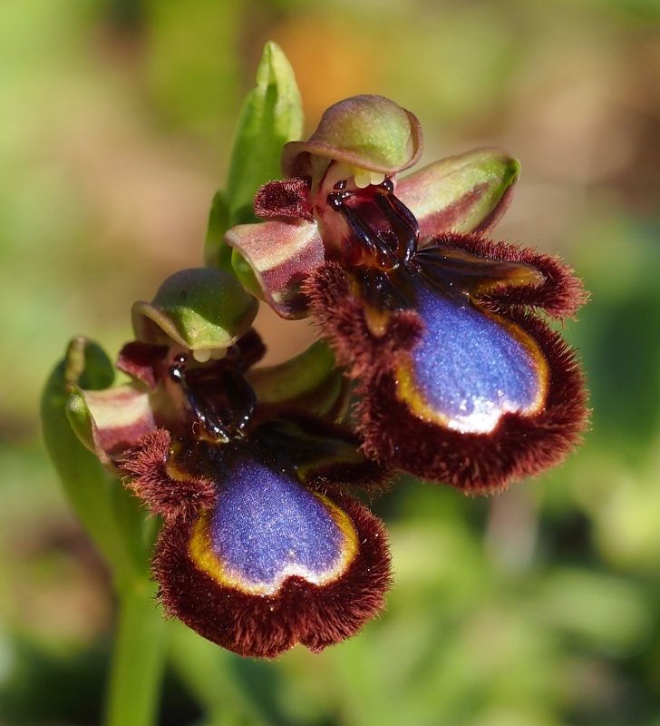 Tořič brvitý pravý (Ophrys speculum subsp. speculum)