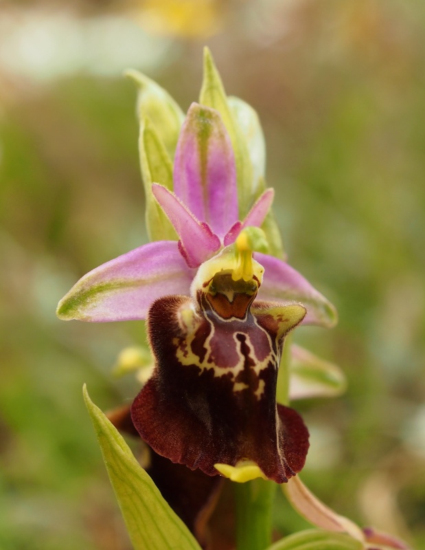 Tořič čmelákovitý apulský (Ophrys holoserica subsp. apulica)