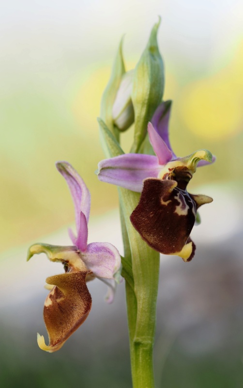 Tořič čmelákovitý apulský (Ophrys holoserica subsp. apulica)
