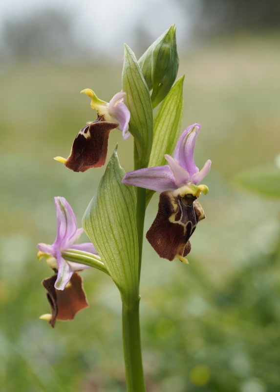 Tořič čmelákovitý apulský (Ophrys holoserica subsp. apulica)