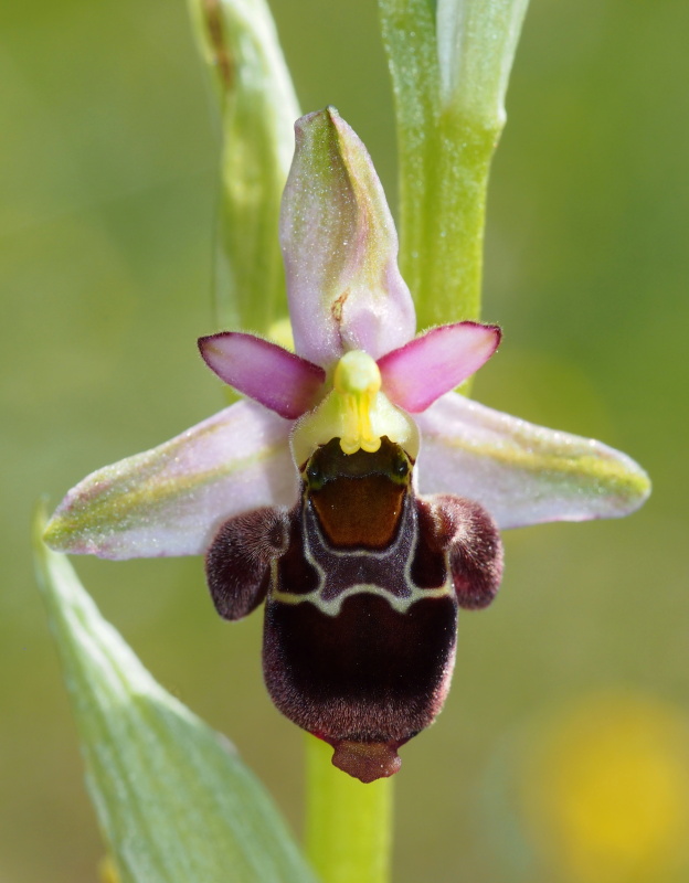 Tořič čmelákovitý Holubyho (Ophrys holoserica subsp. holubyana)